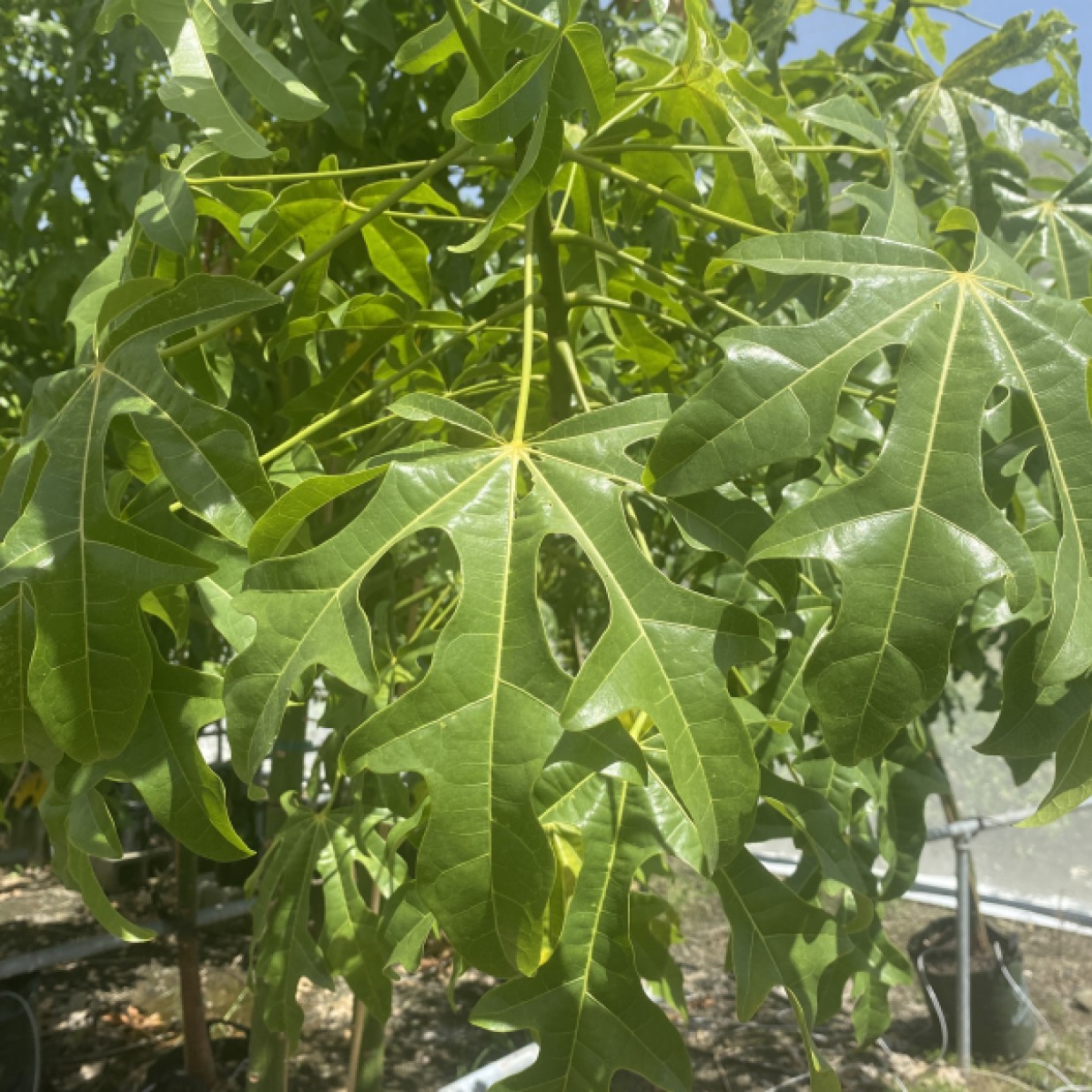 Illawarra Flame Tree