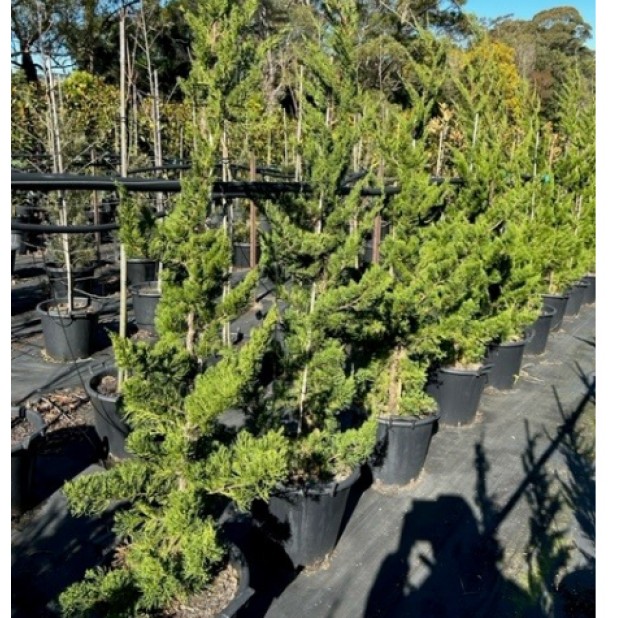 Juniperus chinensis Keteleeri - Chinese Juniper
