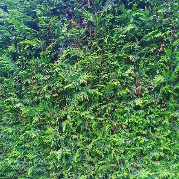 Cupressocyparis leylandii 'Leighton Green' - Conifer