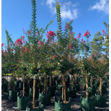Lagerstroemia Indian Summer  - Biloxi, Lipan, Natchez, Sioux, Tonto, Tuscarora, Zuni - Crepe Myrtle