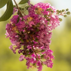 Flowering Trees