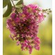 Lagerstroemia Indian Summer  - Biloxi, Lipan, Natchez, Sioux, Tonto, Tuscarora, Zuni - Crepe Myrtle