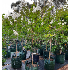 Lagerstroemia - Biloxi, Lipan, Natchez, Sioux, Tonto, Tuscarora, Zuni - Crepe Myrtles