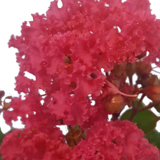 Lagerstroemia Indian Summer  - Biloxi, Lipan, Natchez, Sioux, Tonto, Tuscarora, Zuni - Crepe Myrtle