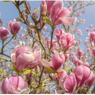 Magnolia x soulangeana - Saucer Magnolia