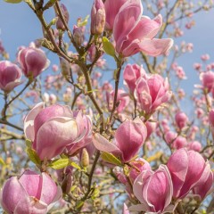 Feature Trees
