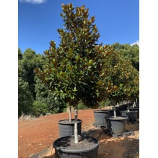 Magnolia grandiflora 'Exmouth' - Magnolia
