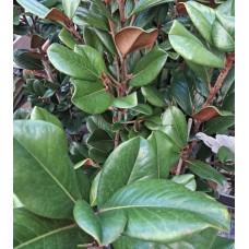 Magnolia grandiflora 'Teddy Bear'