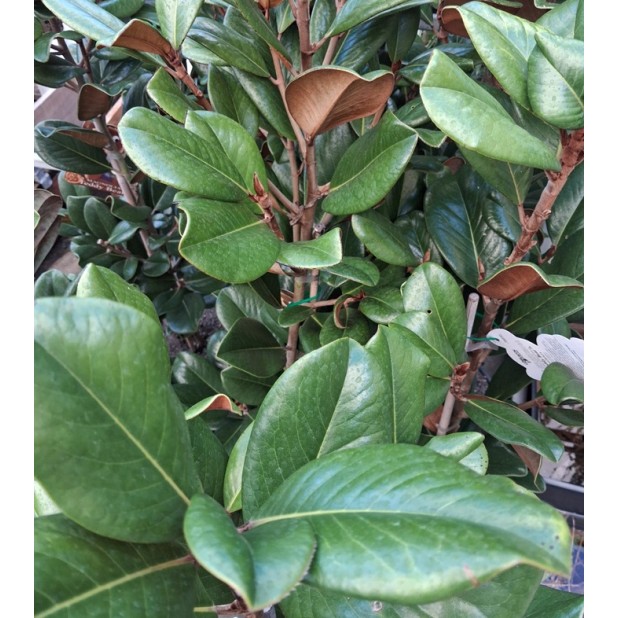 Magnolia grandiflora 'Teddy Bear'