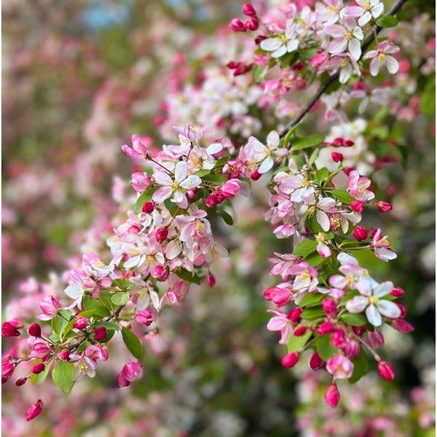 Malus - Crab Apple Tree