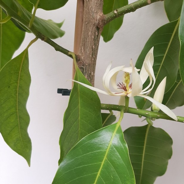 Michelia x Alba - White Chambaca, White Sandalwood