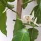 Michelia x Alba - White Chambaca, White Sandalwood