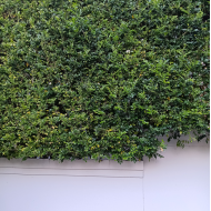 Murraya paniculata - Orange Jasmine