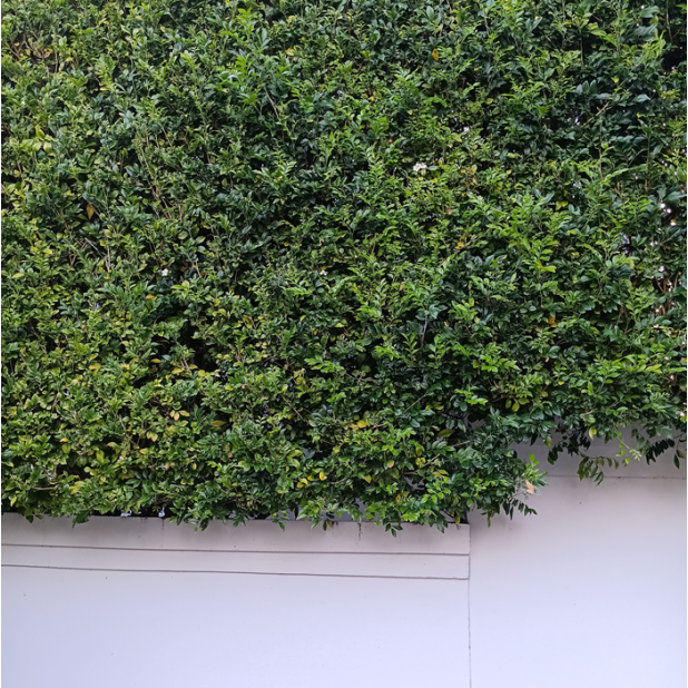 Murraya paniculata - Orange Jasmine