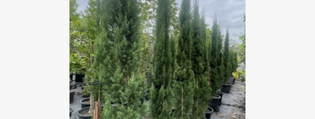 The Best Trees for Screening Narrow Spaces