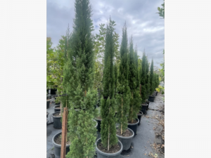 The Best Trees for Screening Narrow Spaces