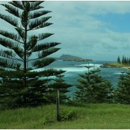 Araucaria heterophylla - Norfolk Island Pine