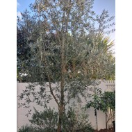 Olea europaea - Frantoio, Manzanillo, Tolleys Upright, Swan Hill, Kalamata - Olive Tree