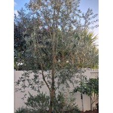 Olea europaea - Frantoio, Manzanillo, Tolleys Upright, Swan Hill, Kalamata - Olive Tree