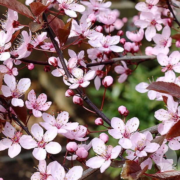 Prunus cerasifera Nigra - Flowering Plum
