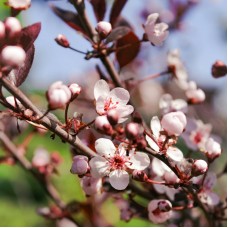 Prunus cerasifera Nigra - Flowering Plum