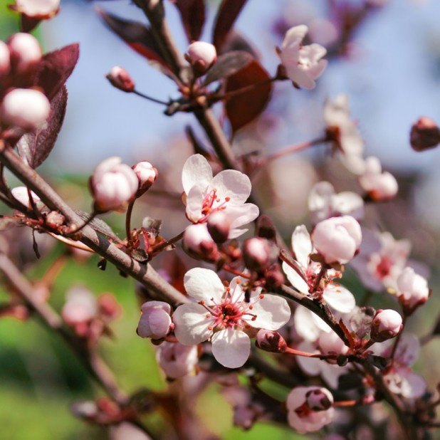 Prunus cerasifera Nigra - Flowering Plum