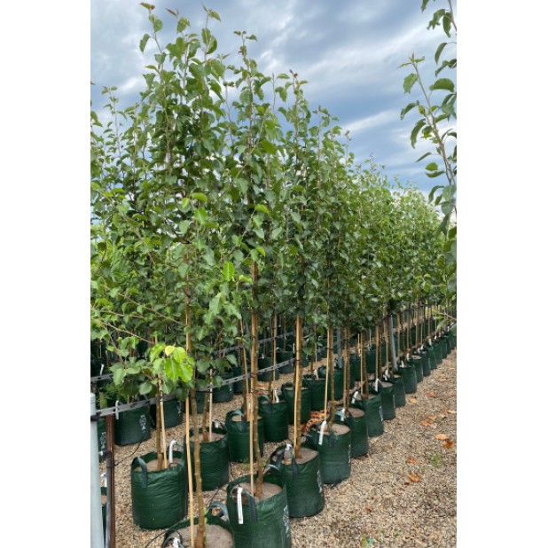 Pyrus calleryana 'Bradford' - Bradford pear