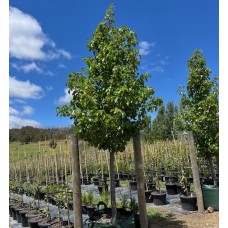 Pyrus calleryana 'Cleveland Select' - Ornamental Pear