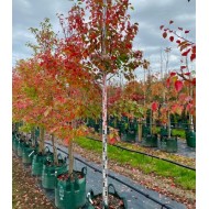 Pyrus ussuriensis - Manchurian Pear