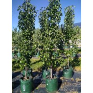 Pyrus calleryana 'Capital' - Capital Pear