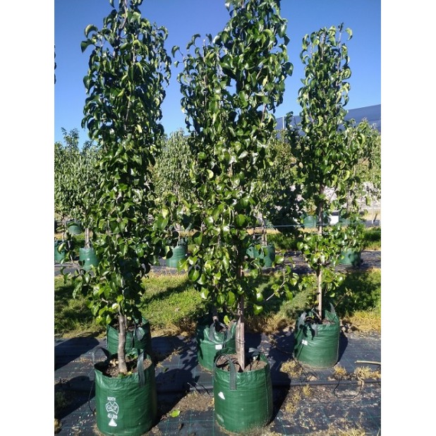 Pyrus calleryana 'Capital' - Capital Pear