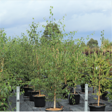 Betula pendula - Silver Birch Tree