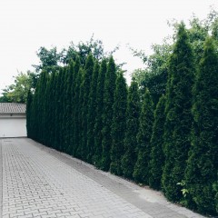 Screening Trees