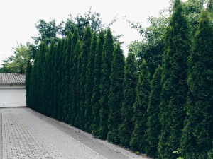 The Best Trees for Screening Narrow Spaces