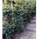 Syzygium australe SAN01 PBR 'Straight & Narrow'™ - Lilly Pilly