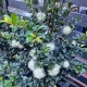 Syzygium australe SAN01 PBR 'Straight & Narrow'™ - Lilly Pilly