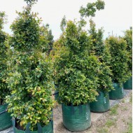 Syzygium paniculata 'Backyard Bliss' - Lilly Pilly