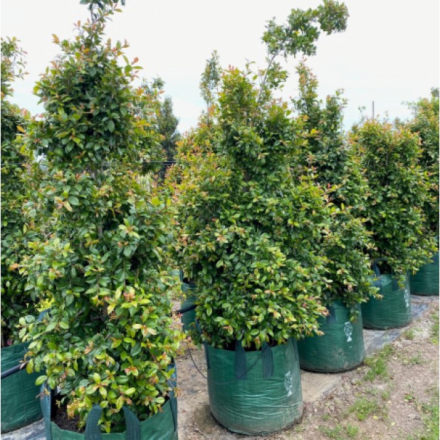 Syzygium paniculata 'Backyard Bliss' - Lilly Pilly