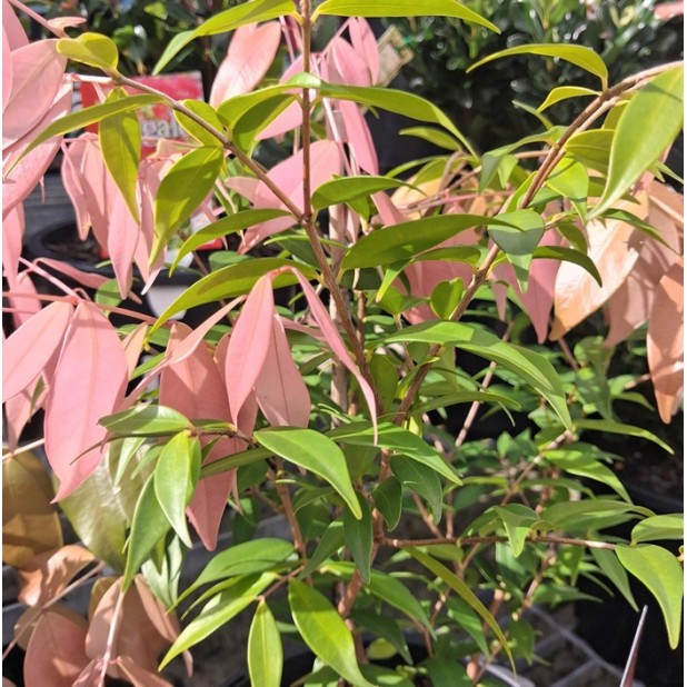 Syzygium 'Cascade' - Cascading Lilly Pilly