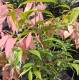 Syzygium 'Cascade' - Cascading Lilly Pilly
