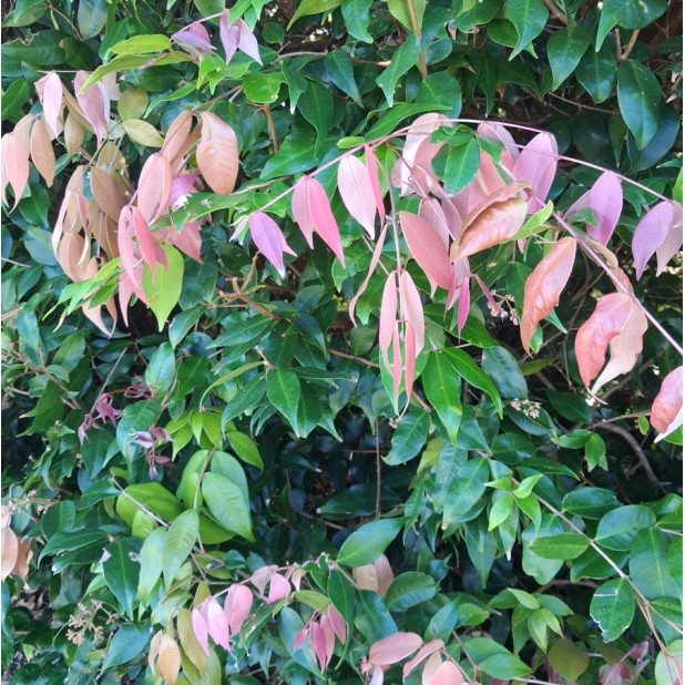 Syzygium 'Cascade' - Cascading Lilly Pilly