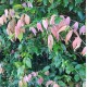 Syzygium 'Cascade' - Cascading Lilly Pilly