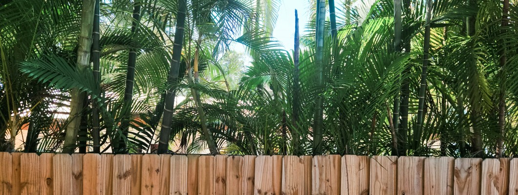 The Best Trees for Tall Screening