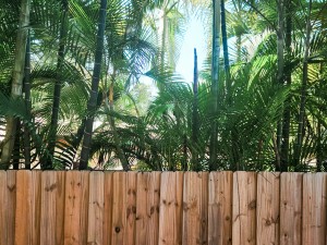 The Best Trees for Tall Screening