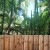 The Best Trees for Tall Screening