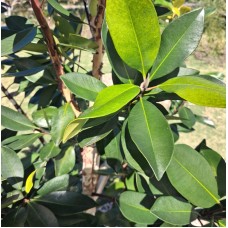Tristaniopsis laurina (DOW10) PBR 'Luscious'® - Luscious water gum