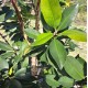 Tristaniopsis laurina (DOW10) PBR 'Luscious'® - Luscious water gum