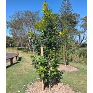 Tristaniopsis laurina (DOW10) PBR 'Luscious'® - Luscious water gum