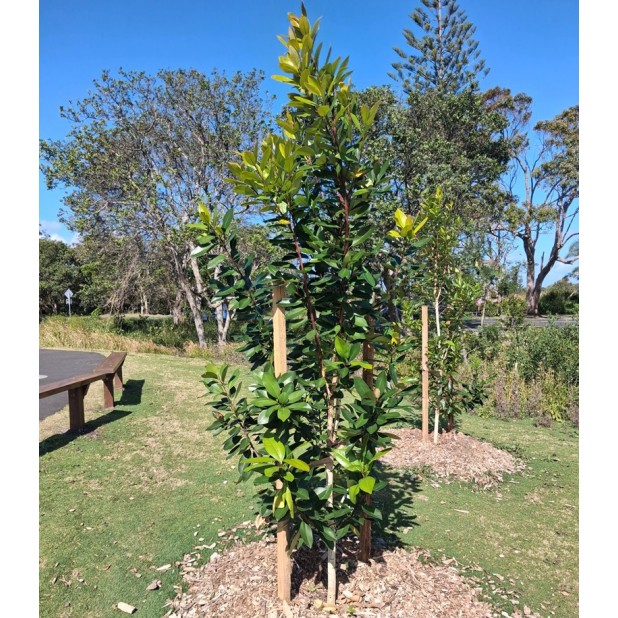 Tristaniopsis laurina (DOW10) PBR 'Luscious'® - Luscious water gum