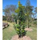 Tristaniopsis laurina (DOW10) PBR 'Luscious'® - Luscious water gum